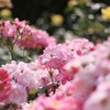 ばらの花