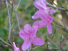 お花