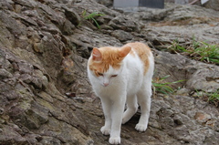 岩場の猫