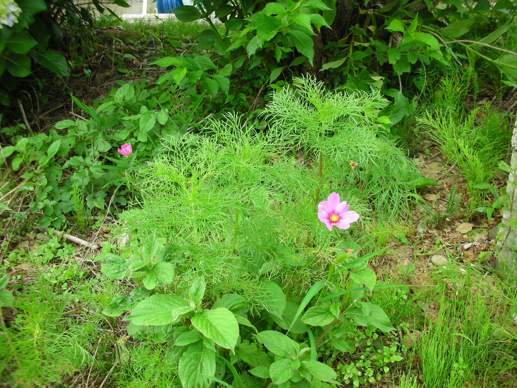 小さなお花