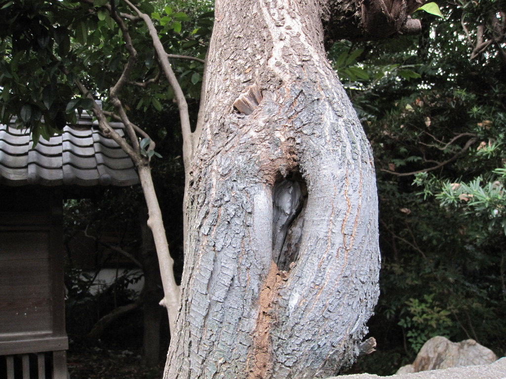 えっちな木