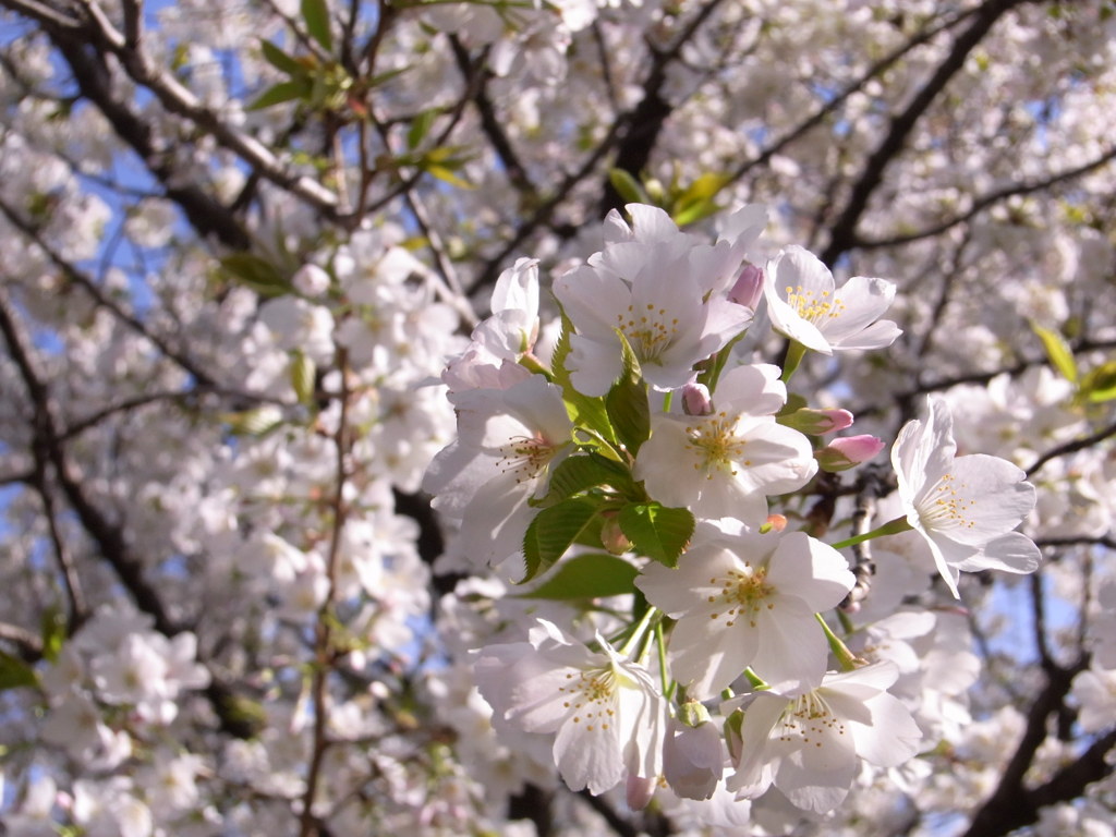 ＡＷＡＩ　ＳＡＫＵＲＡ