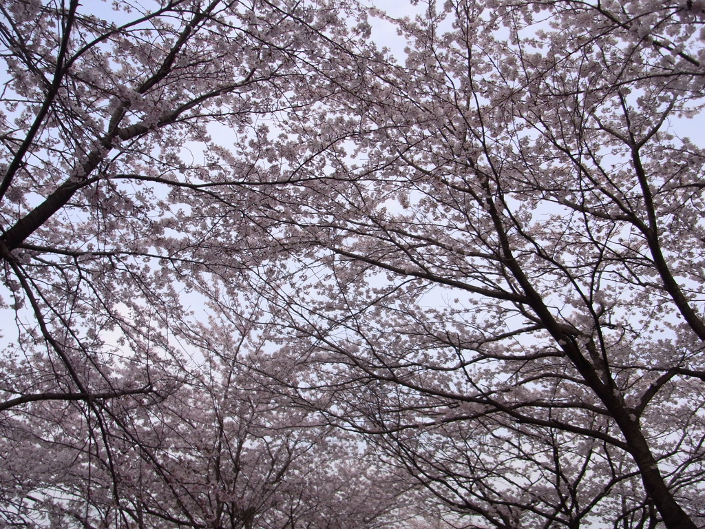 桜のトンネル①