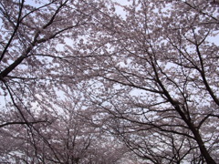 桜のトンネル①
