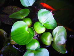 kinngyo no gakkou