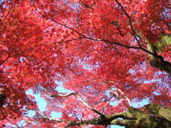 RED SKY