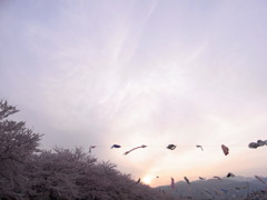 夕焼×桜×鯉幟×伊吹山