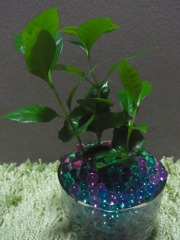 hydroculture