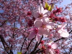 ＧＹＯＥＮ　ＮＯ　ＳＡＫＵＲＡ