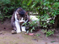 なつねこ