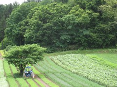yasu 052