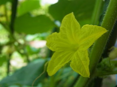 Cucurbita