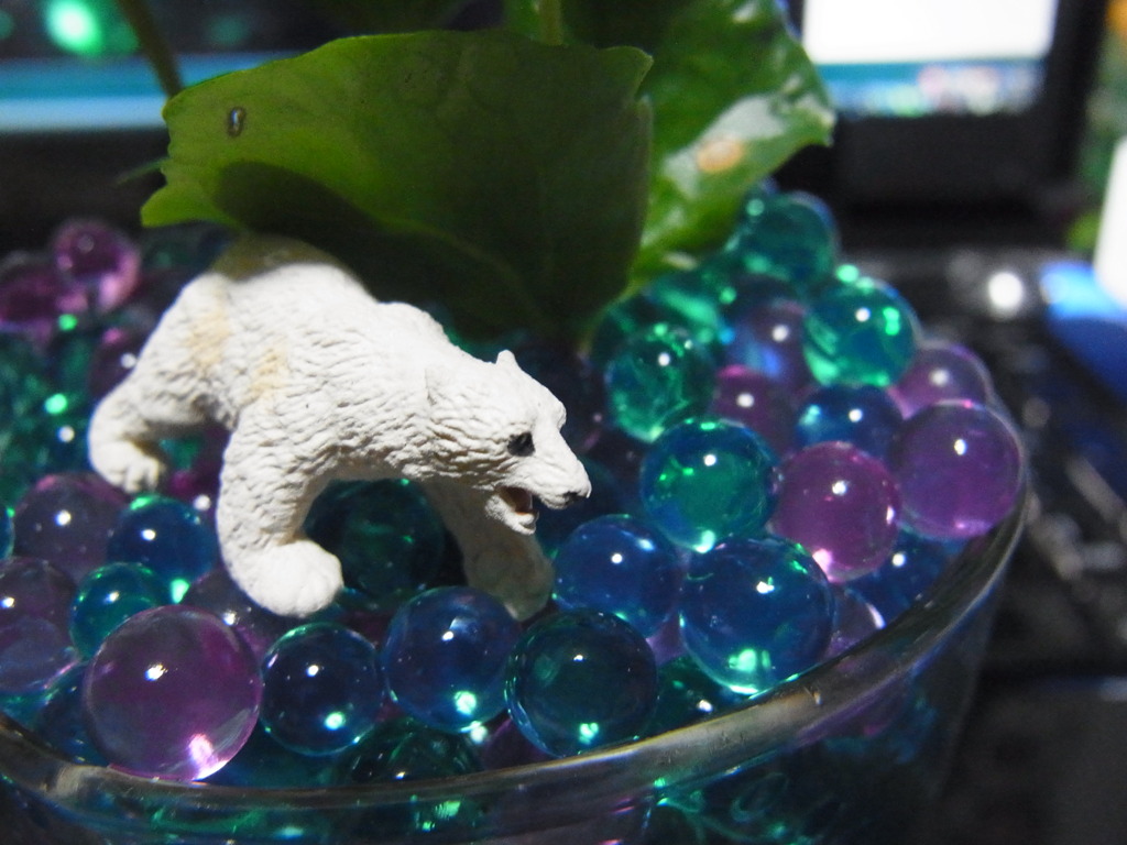 kuma