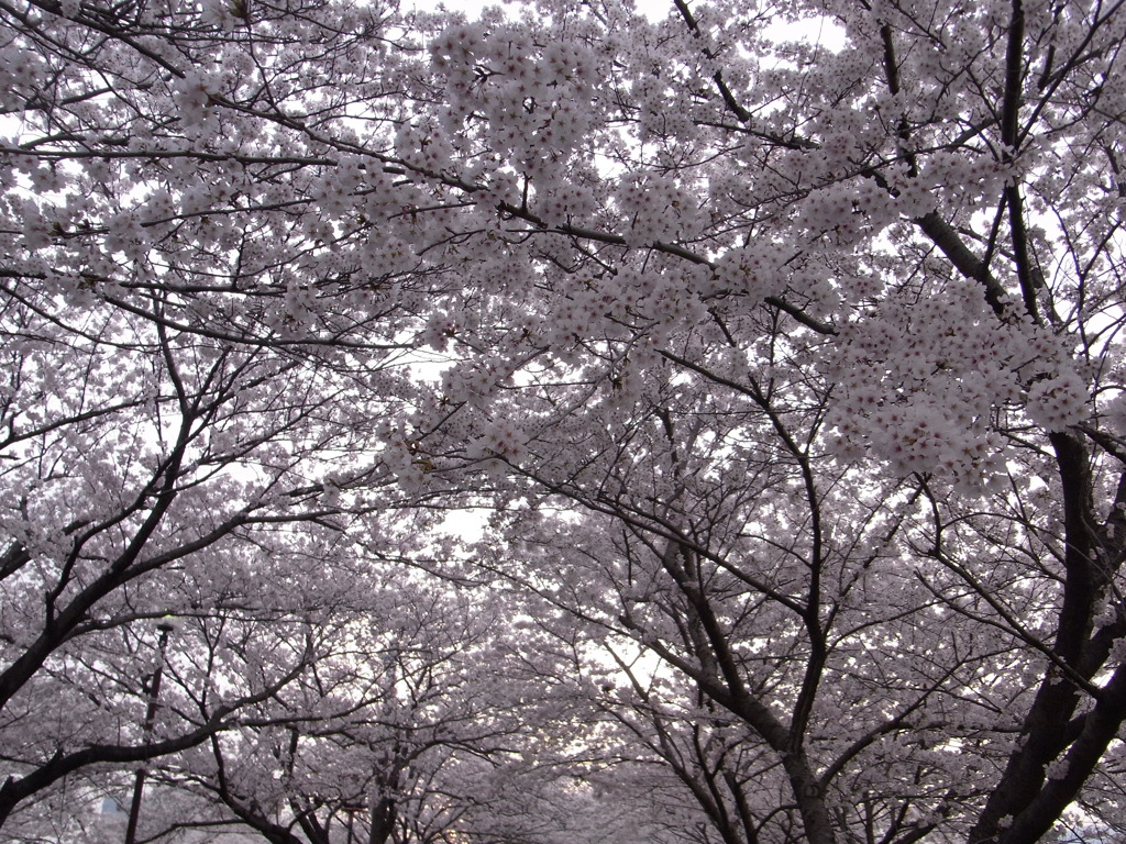 桜のトンネル②