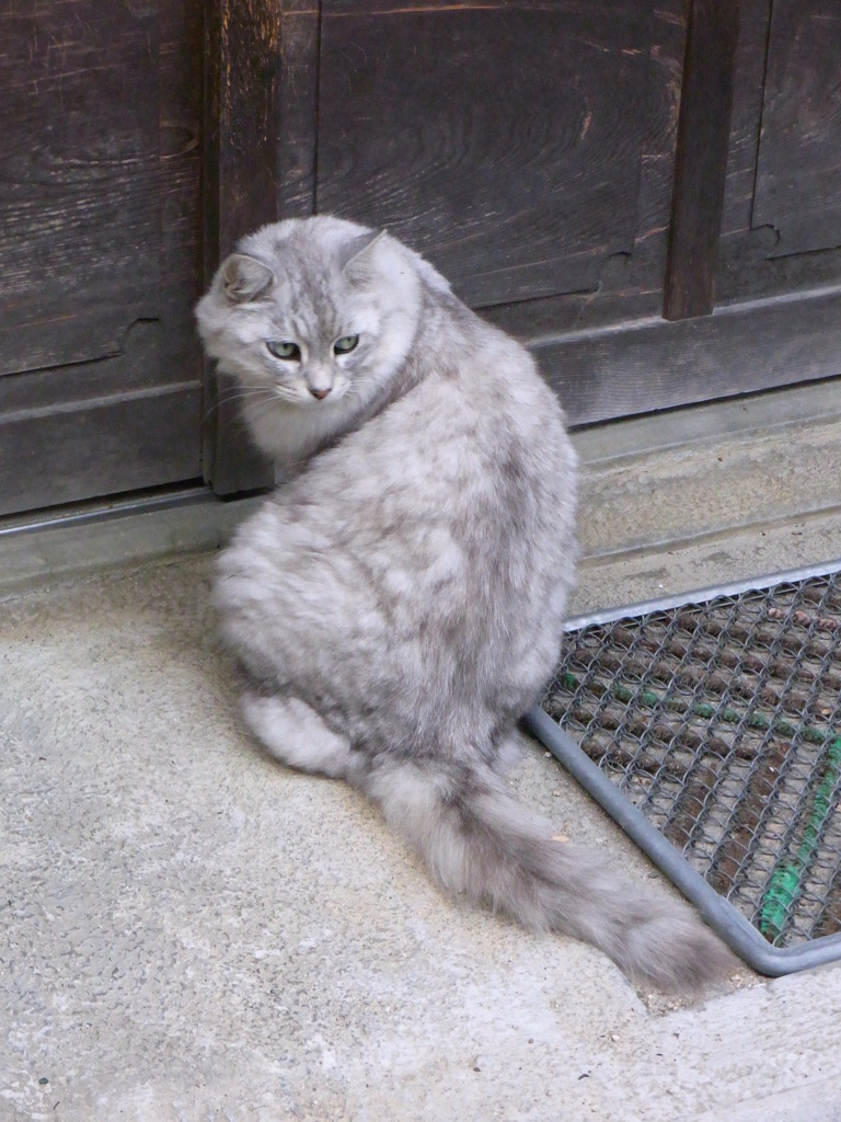 家に入りたいにゃー③