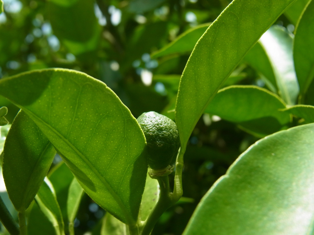 Citrus depressa