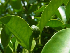 Citrus depressa