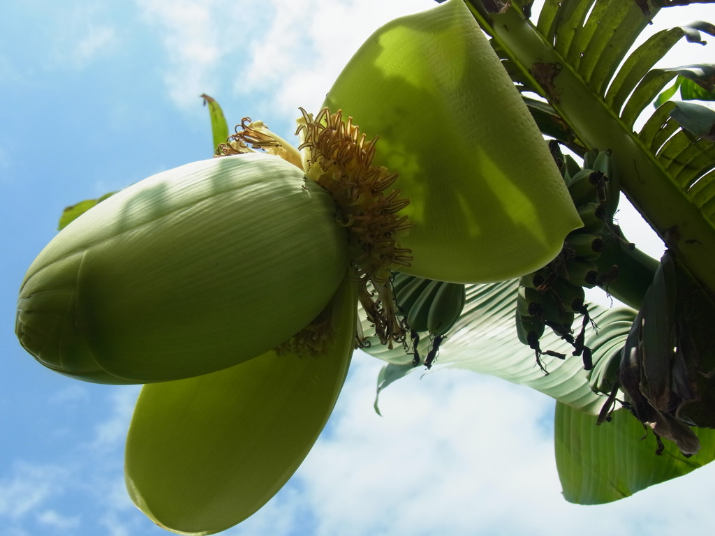 GIFU BANANA