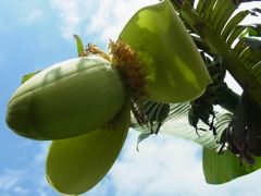 GIFU BANANA