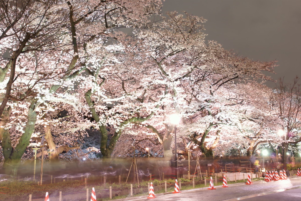 輝く夜桜