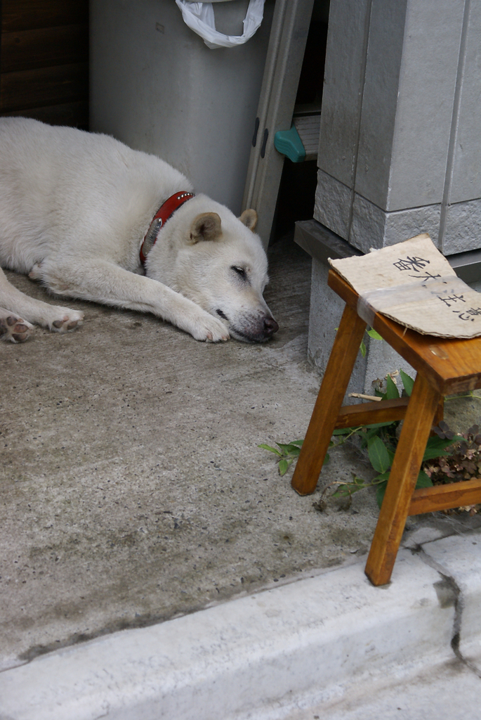 番犬注意