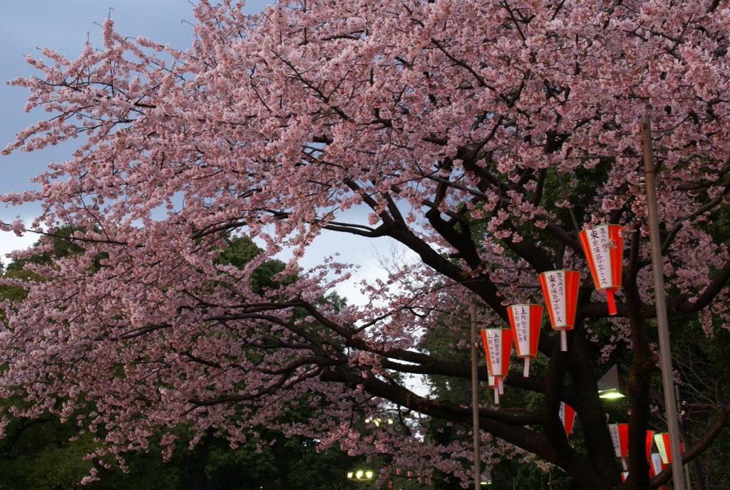 上野の桜