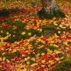 紅葉　パラパラ