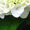 白い紫陽花