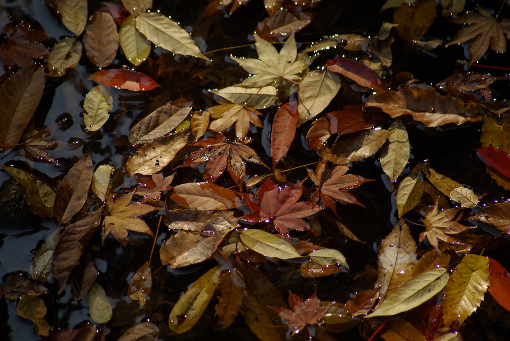 2009 紅葉