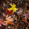 紅葉