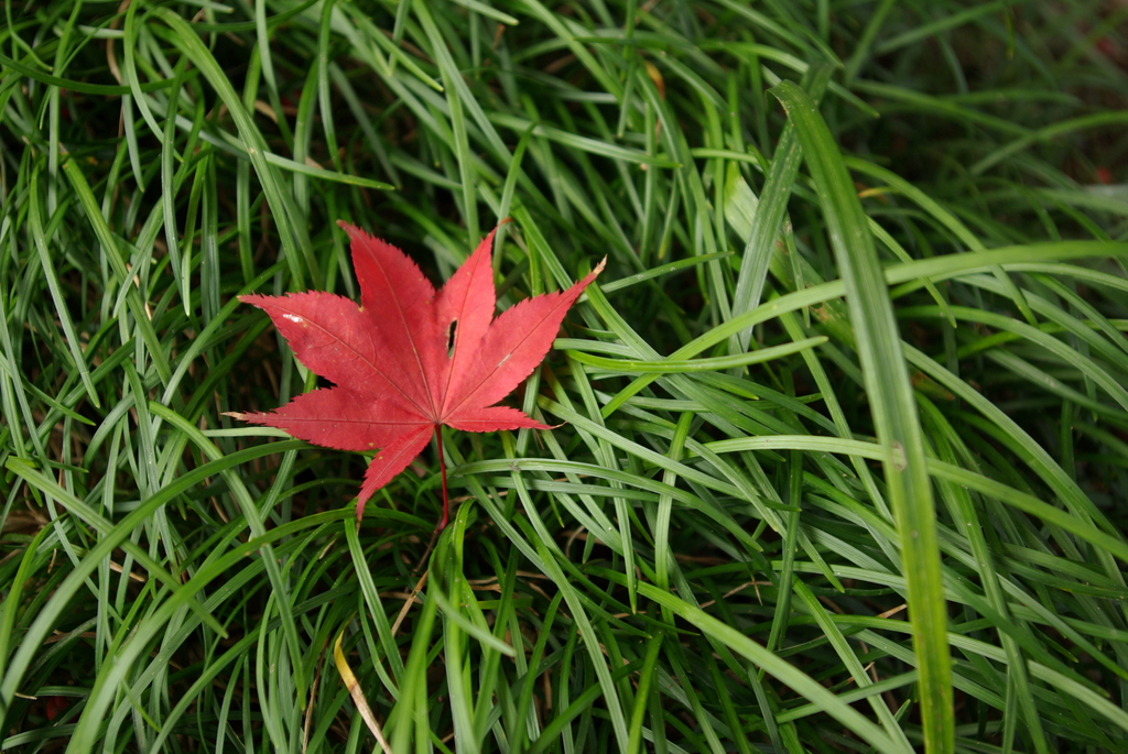 20091128 紅葉