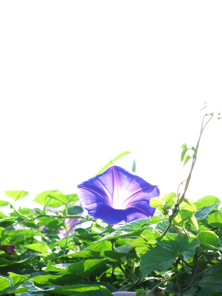 朝顔と空