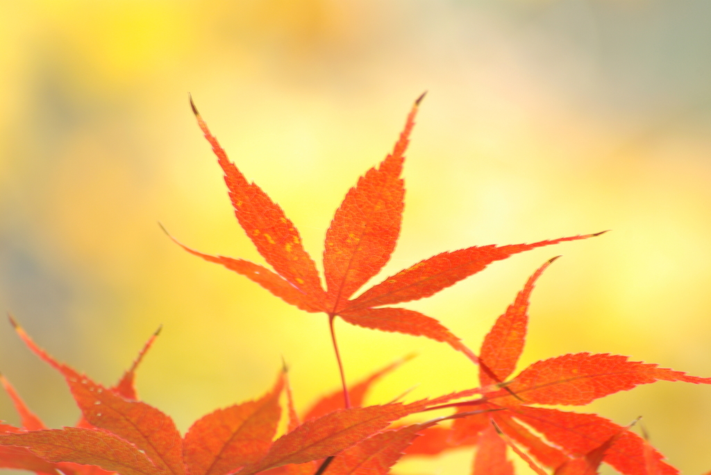 20091127 紅葉