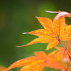20091127 紅葉