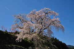 又兵衛桜「本郷の瀧桜」