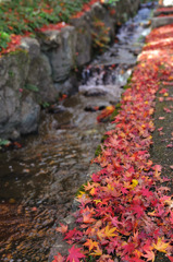 勝尾寺　落ち葉