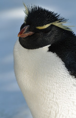 イワトビペンギン