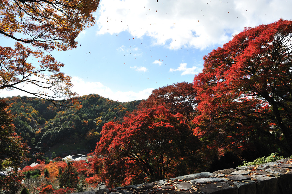 勝尾寺　風に舞う