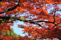 勝尾寺の紅葉