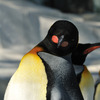 オウサマペンギン