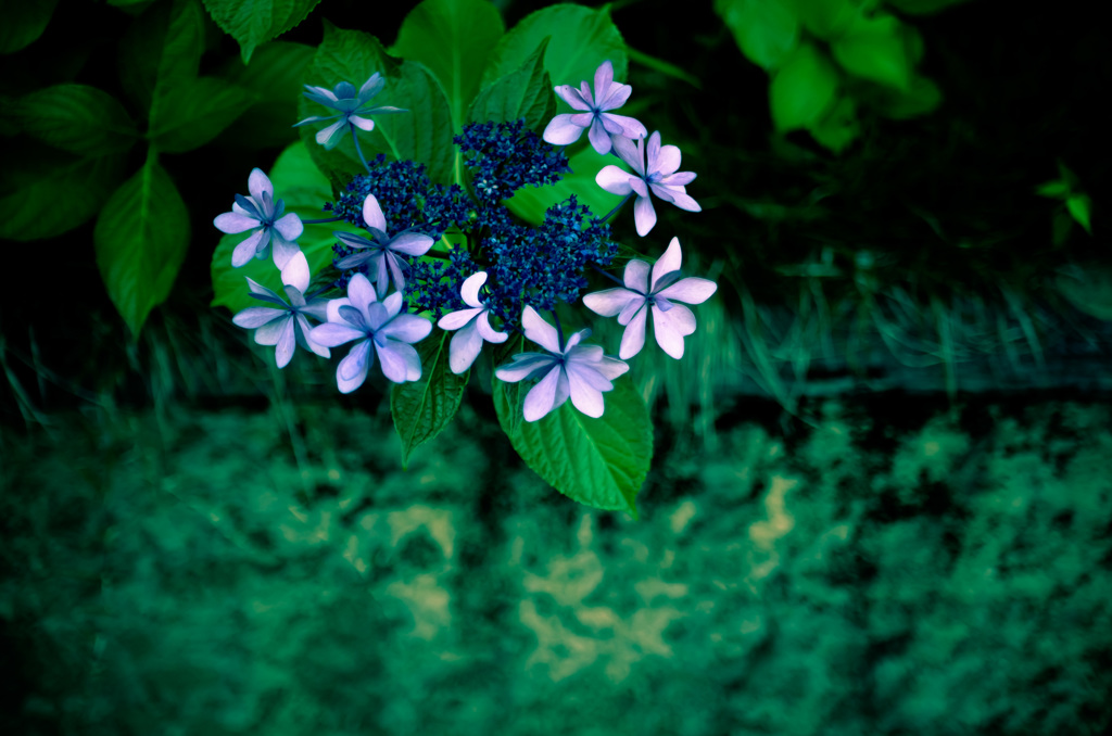 IMGP4933-1