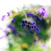 DSCF7642