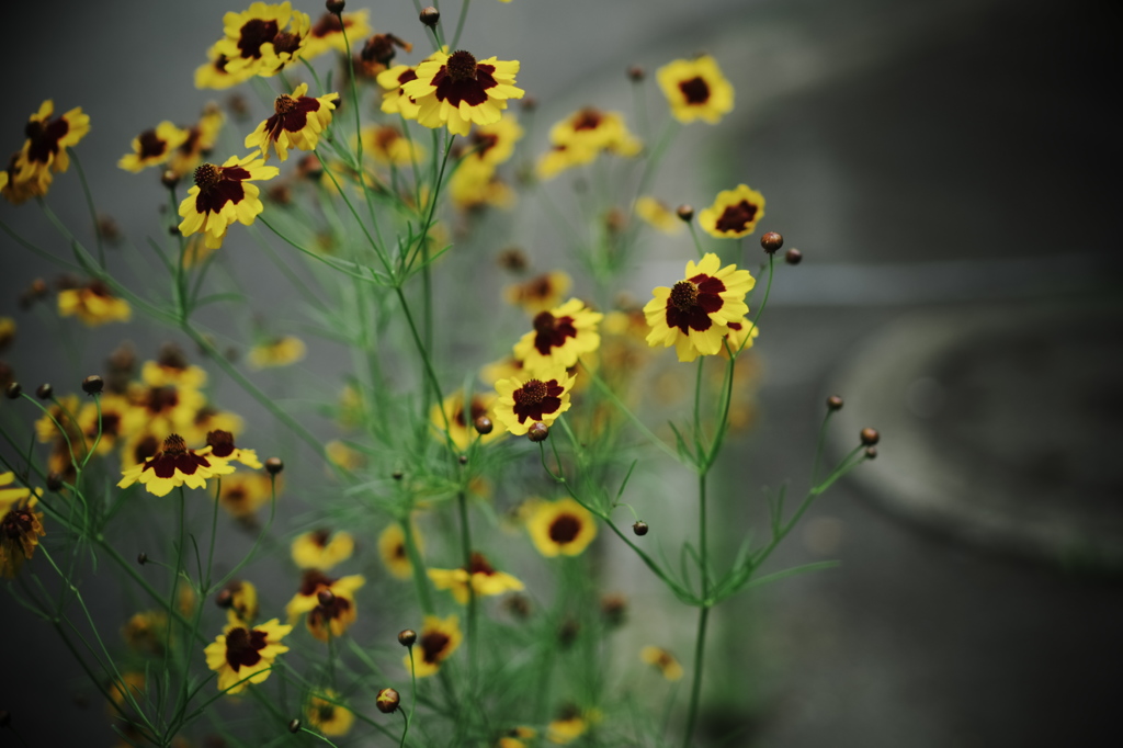 DSCF4183