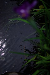 水面 水面