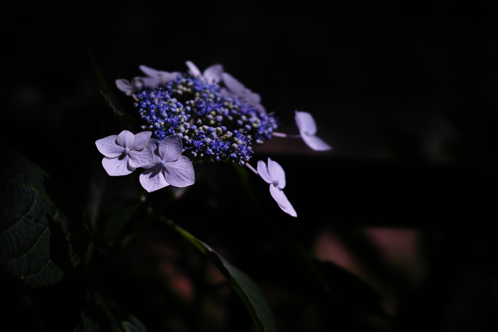 SDIM3740