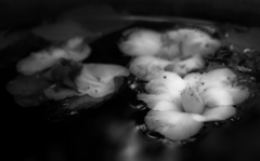 SDIM0353-1