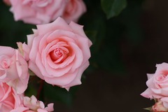 rose1-2