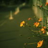 DSCF8394