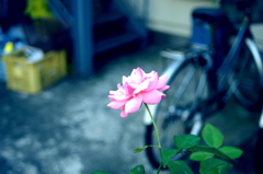 IMGP2508