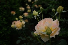 rose1-4